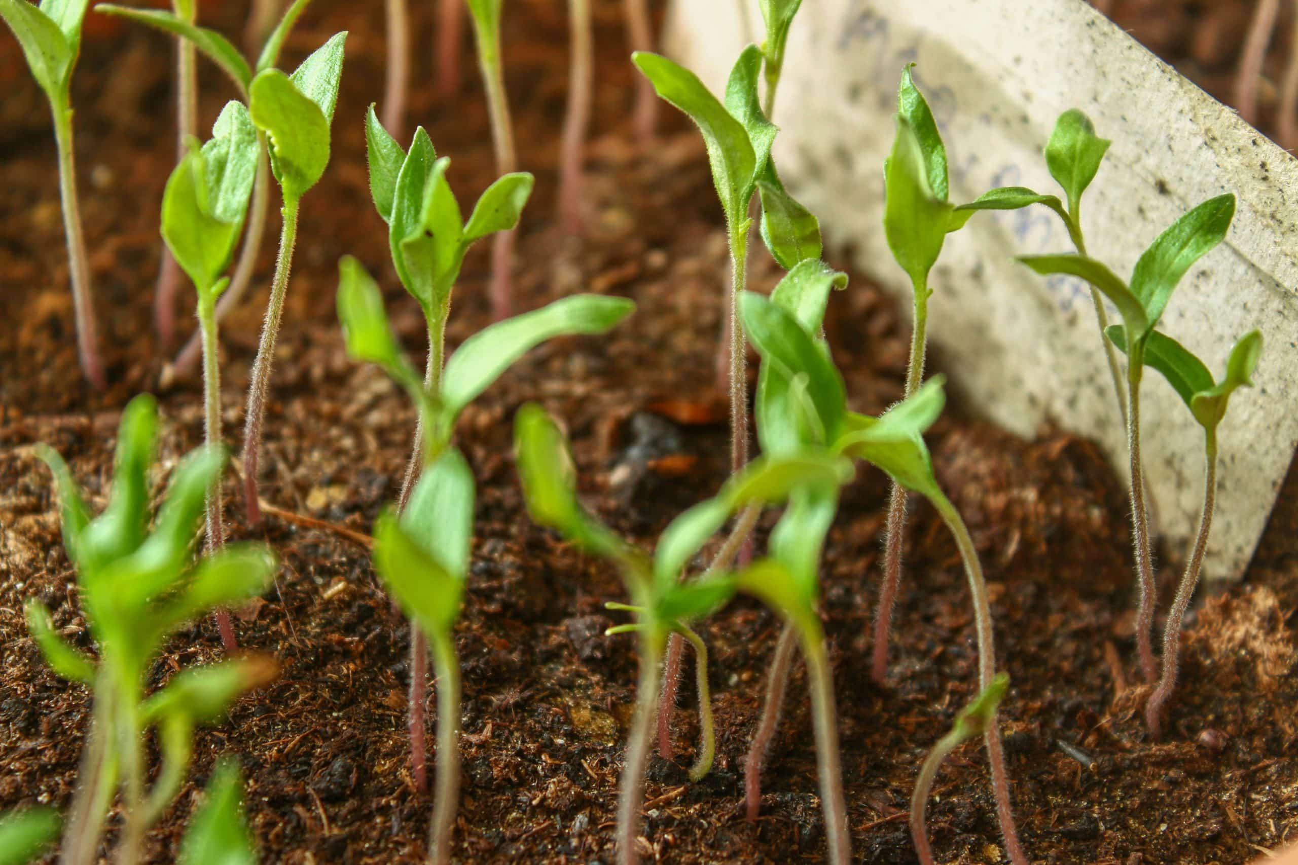 Pousses de plantes dans un jardin, Bornes numériques